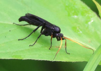 Gnamptopelta obsidianator; Ichneumon Wasp species