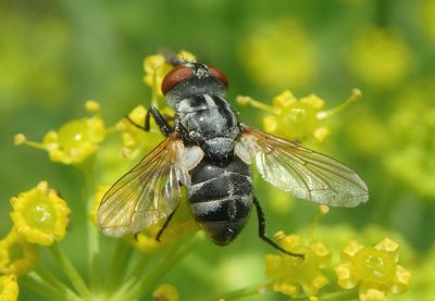 Gymnoclytia occidua; Tachinid Fly species; female