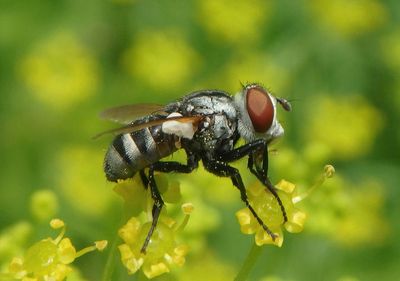Gymnoclytia occidua; Tachinid Fly species; female