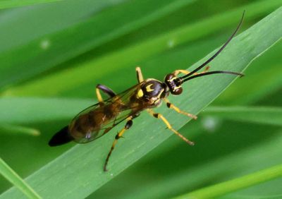 Ichneumonini Ichneumon Wasp species