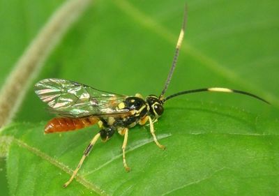 Ichneumonini Ichneumon Wasp species; male