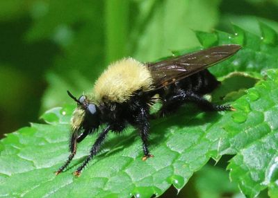 Laphria flavicollis; Bee-like Robber Fly species