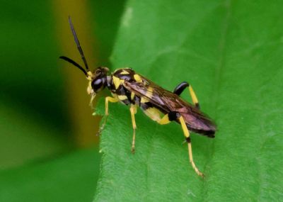 Macrophya formosa; Common Sawfly species