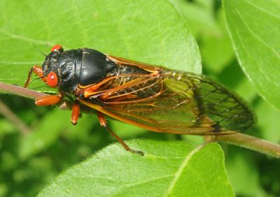Magicicada cassinii; Cassin's 17-Year Cicada