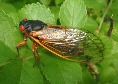 Magicicada septendecim; Pharaoh Cicada