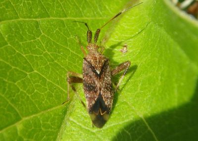 Neurocolpus nubilus group; Plant Bug species