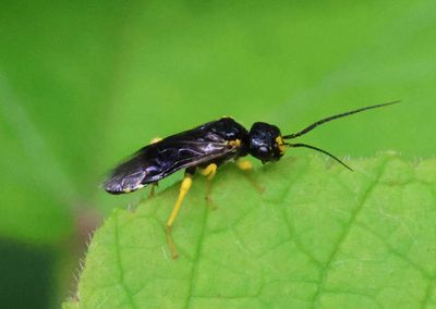 Neurotoma edwardi; Cherry Webspinning Sawfly