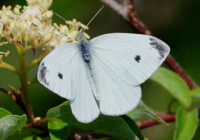 Pieris rapae; Cabbage Butterfly; male; exotic