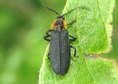 Plateros Net-wing Beetle species