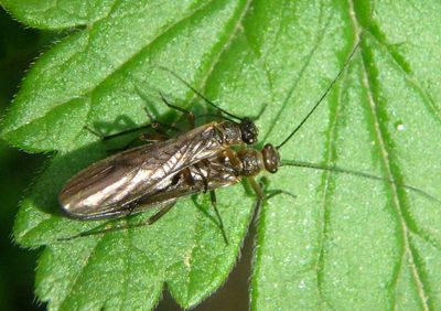 Plecoptera Stonefly species pair