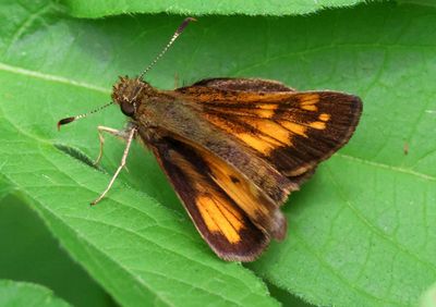 Lon hobomok; Hobomok Skipper