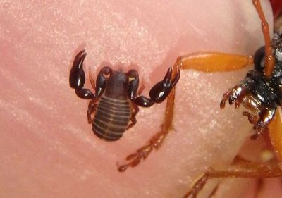 Pseudoscorpiones Pseudoscorpion species