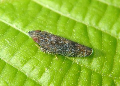 Scaphytopius Leafhopper species
