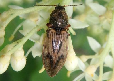 Stropenron hieroglyphica; Click Beetle species