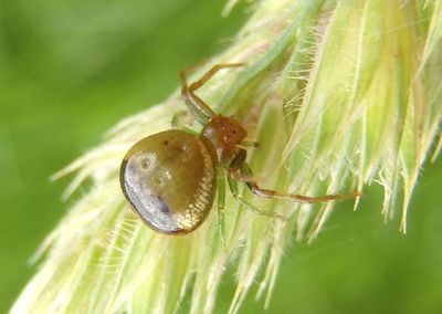 Synema parvulum; Crab Spider species; female