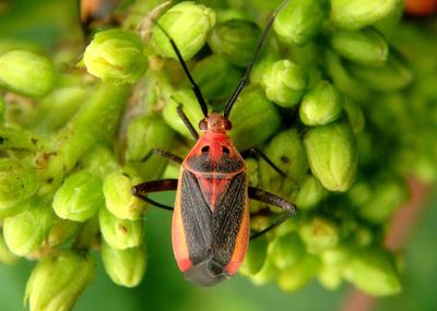 Taedia Plant Bug species