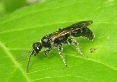 Tiphia Tiphiid Wasp species