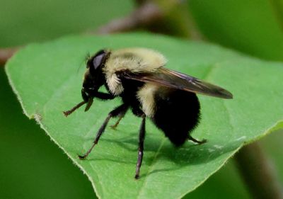 Volucella evecta; Syrphid Fly species