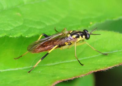 Xylomya tenthredinoides; Xylomid Fly species
