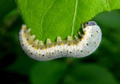 Abia Cimbicid Sawfly species larva