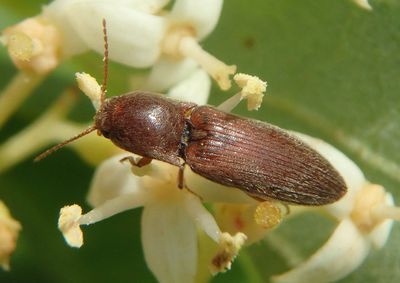Agriotes insanus; Click Beetle species