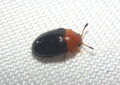 Triplax Pleasing Fungus Beetle species