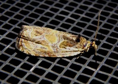 2776 - Olethreutes furfuranum; Woolly-backed Moth