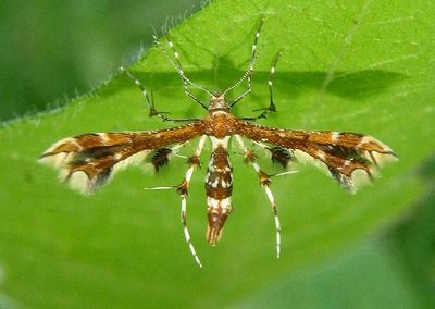 6092 - Geina tenuidactylus; Himmelman's Plume Moth