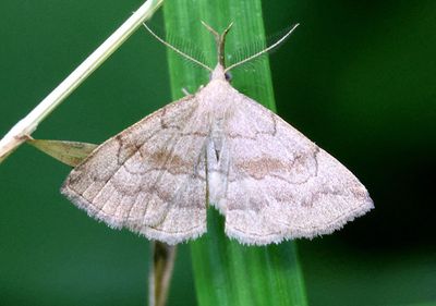 8362 - Phalaenostola metonalis; Pale Phalaenostola; male