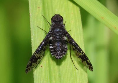 Anthrax irroratus; Bee Fly species