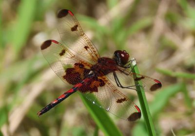 Celithemis elisa; Calico Pennant; male
