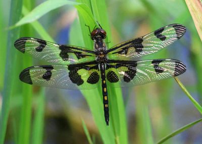 Celithemis fasciata; Banded Pennant; female