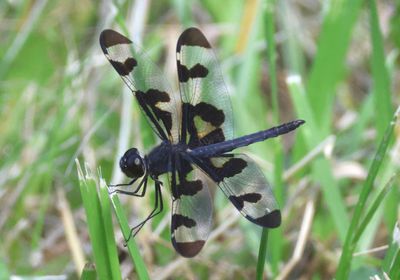 Celithemis fasciata; Banded Pennant; male