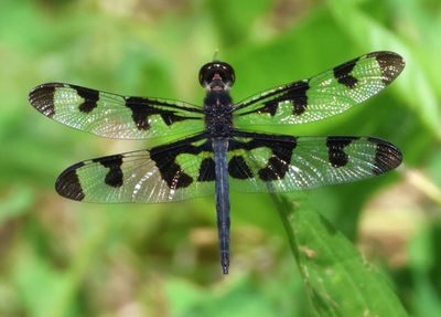 Celithemis fasciata; Banded Pennant; male