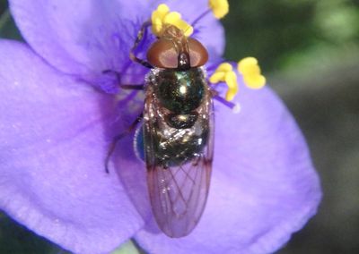 Copestylum Bromeliad Fly species; female
