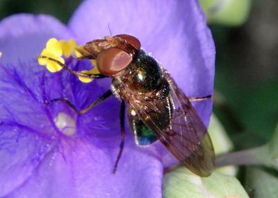 Copestylum Bromeliad Fly species; female