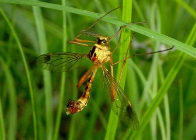 Ctenophora nubecula; Large Crane Fly species; male
