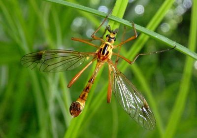 Ctenophora nubecula; Large Crane Fly species; male