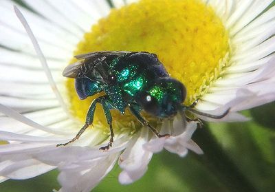 Chrysidinae Cuckoo Wasp species