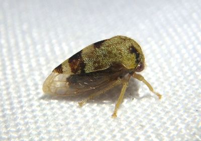 Cyrtolobus pictus; Treehopper species
