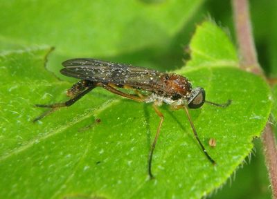 Dialysis fasciventris; Fly species