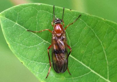 Dialysis fasciventris; Fly species