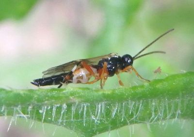 Diplazon laetatorius; Hover Fly Parasite