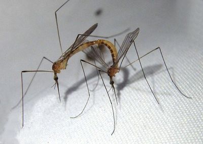 Geranomyia Limoniid Crane Fly species pair