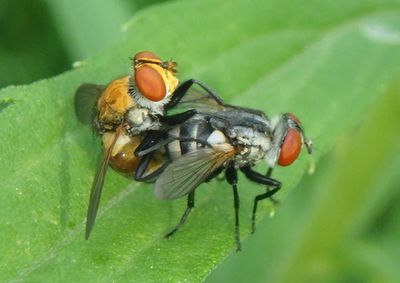 Gymnoclytia occidua; Tachinid Fly species pair