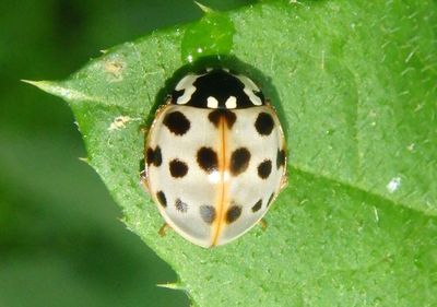 Ischnoptera deropeltiformis; Fifteen-spotted Lady Beetle