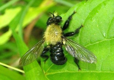 Laphria flavicollis; Bee-like Robber Fly species