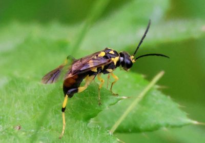 Macrophya formosa; Common Sawfly species