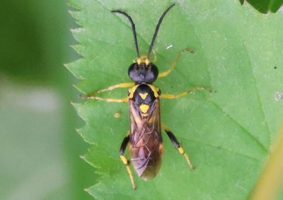 Macrophya formosa; Common Sawfly species