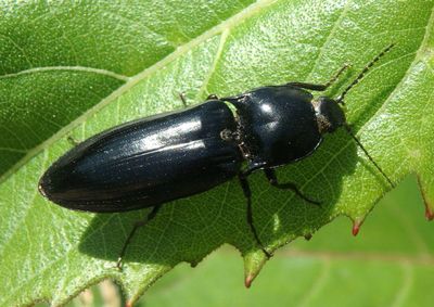 Melanactes piceus; Click Beetle species